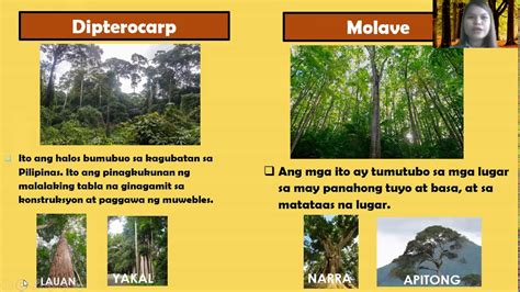 kantutan sa kagubatan|Pagtukoy sa kagubatan: mga katangian, gamit at benepisyo.